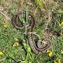 The adder spotted just off the Cinder Track at Ravenscar.