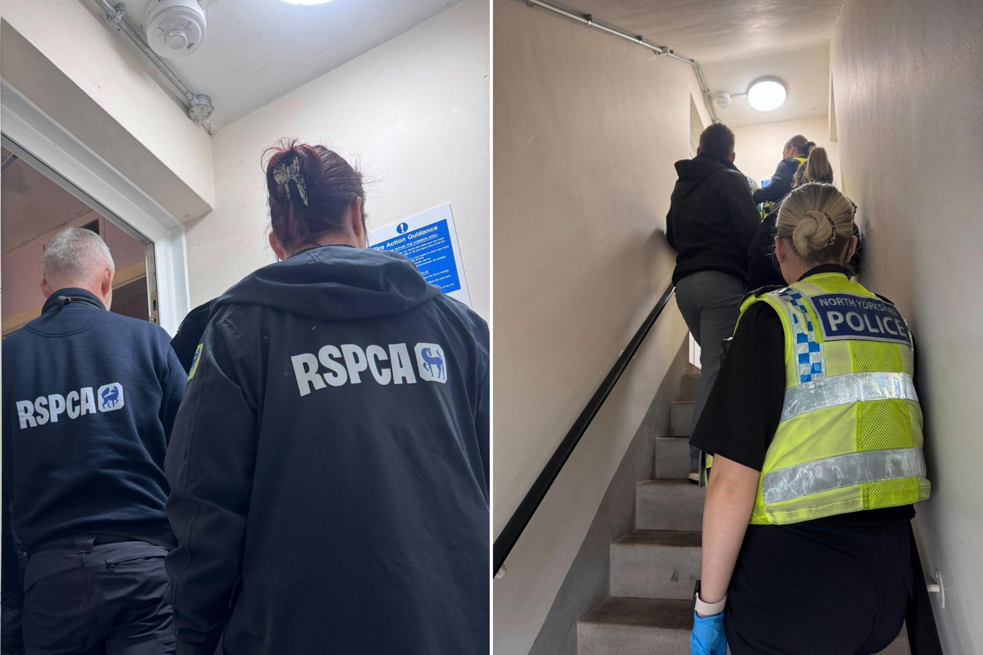 Two dogs seized from Eastfield property amid animal welfare investigation