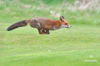 This incredible photo of a fox was a deserving winner of the wildlife photography competition at Sewerby Hall.