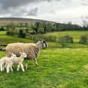 Fresh calls are being made for responsible dog ownership ahead of lambing season.