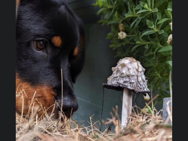 This curious dog looks very cute while investigating this mushroom.