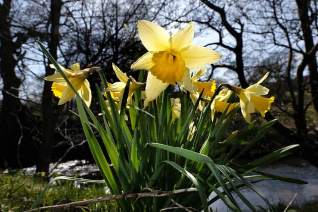 The Farndale Daffodils are among the joys of spring