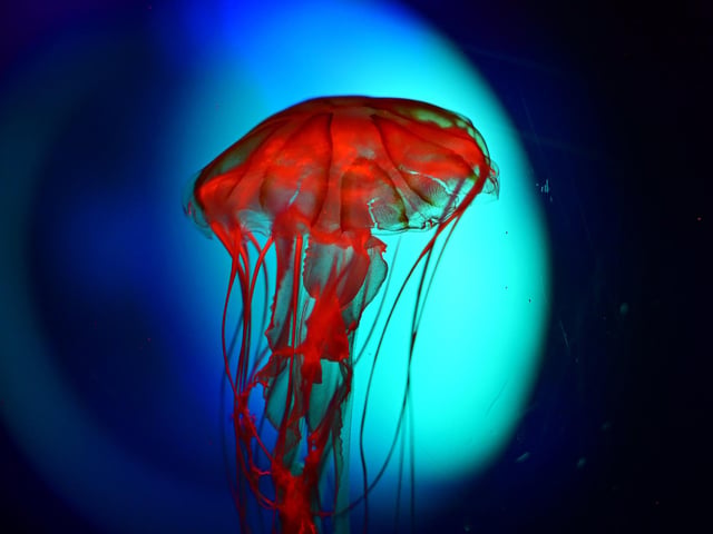 The jellyfish tanks are captivating.