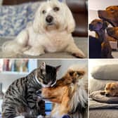 We take a look at some pictures of your beloved pets.