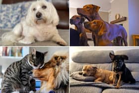 We take a look at some pictures of your beloved pets.