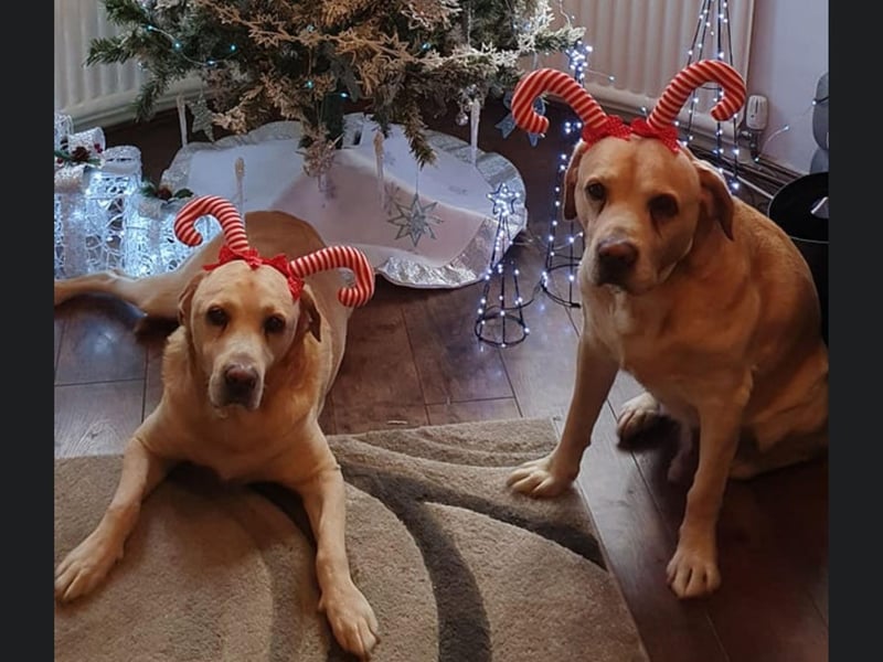 This is Jasper and Rossi from Scarborough, looking very festive in their candy cane deely boppers.