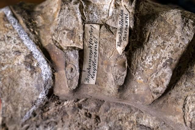 Some of Whitby Museum's fossils.
© Tony Bartholomew, Turnstone Media
