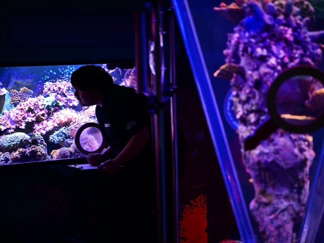 Russell counts the fish.