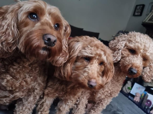 A trio of adorable doggies!