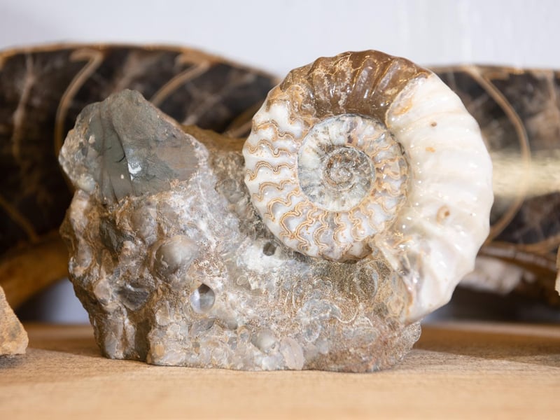 Hunt for fossils in Robin Hood’s Bay. The Yorkshire Coast is also known as the Dinosaur Coast and this is the perfect activity for dinosaur mad young people. Go hunting for ammonites, belemnites and the delightfully named devil's toenails (gryphaea). After stormy weather is the best time to look. Robin Hood’s Bay also has fascinating rockpools.