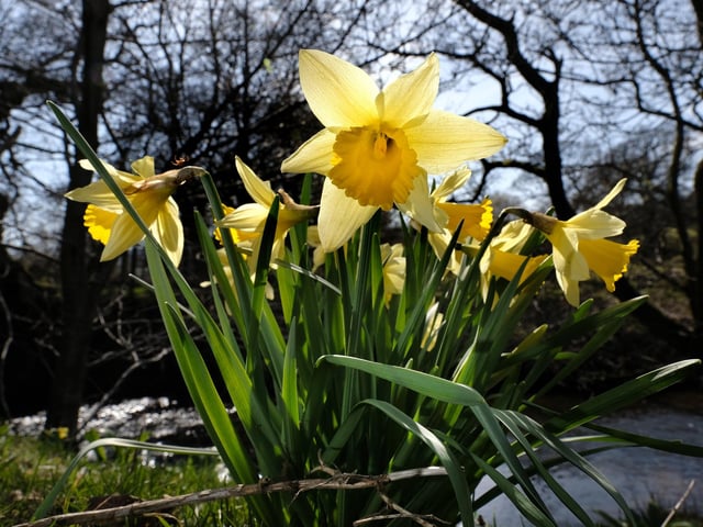 Beautiful daffodils