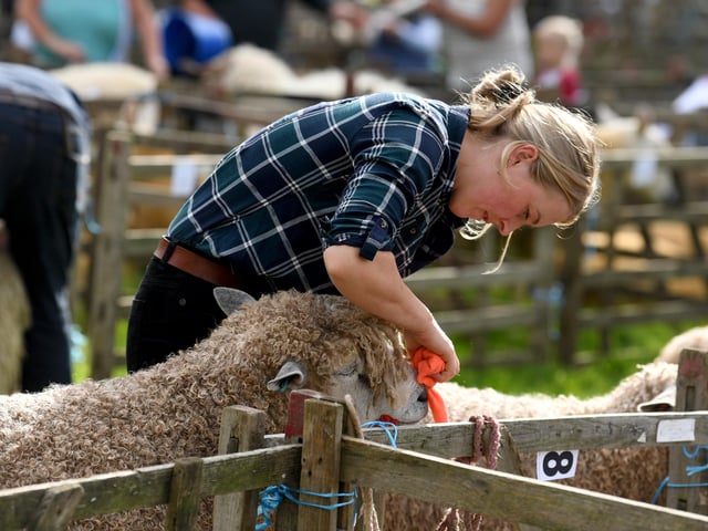 Preparing sheep at the show