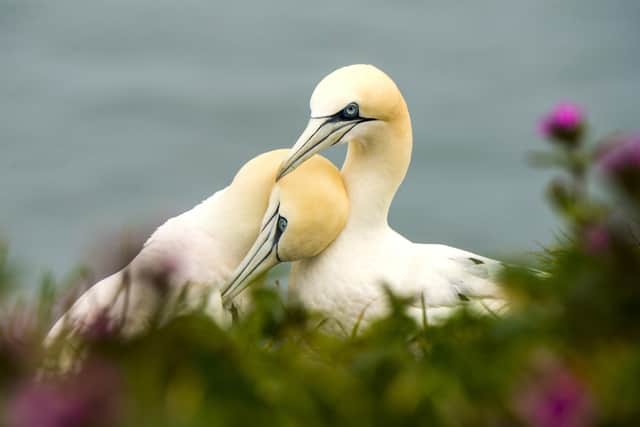 Our gannets and kittiwakes are here throughout the summer. Photo courtesy of Katie Nethercoat