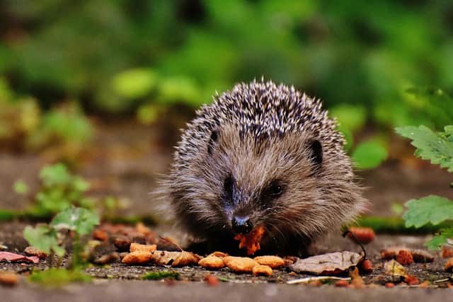 Animals including hedgehogs need out support during the winter - Animal News Agency