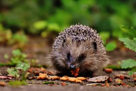 Animals including hedgehogs need out support during the winter - Animal News Agency