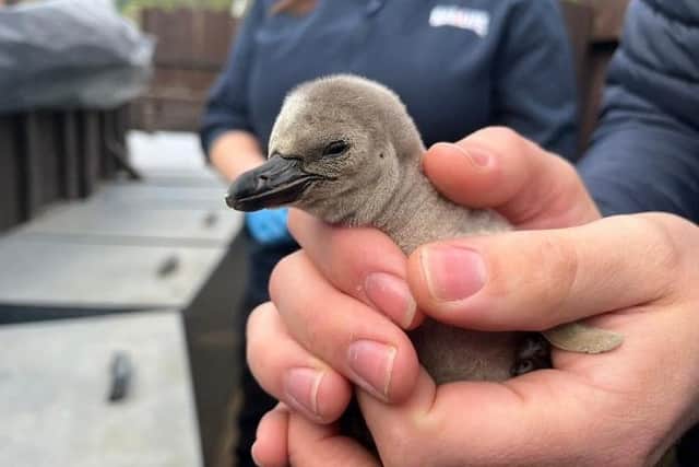 Skipper and Betty's new penguin chick, weighing in at 3.3kg.