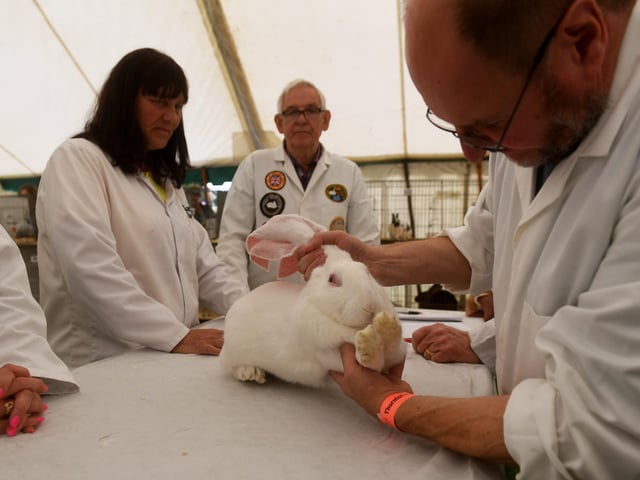 Rabbit judging at the show