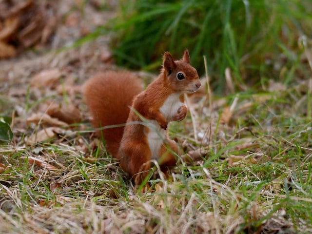Over the past century, Red Squirrels have been wiped out from most areas by squirrel pox, a disease carried by the Grey Squirrel, introduced from North America around 1900. Today the Red Squirrel is classed as endangered, with less than 30,000 living in England.