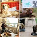 Check out the top dog-friendly places to visit on the Yorkshire coast below!
