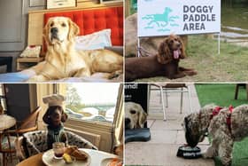 Check out the top dog-friendly places to visit on the Yorkshire coast below!
