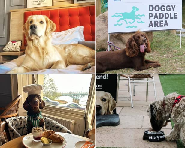 Check out the top dog-friendly places to visit on the Yorkshire coast below!