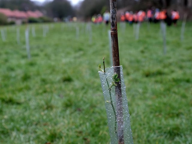One of the planted trees.