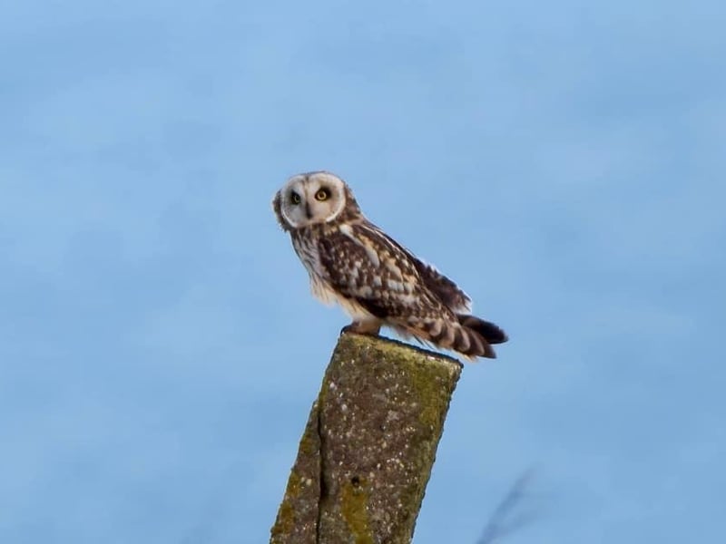 This beautiful Short Eared Owl was photographed at Bempton Cliffs.