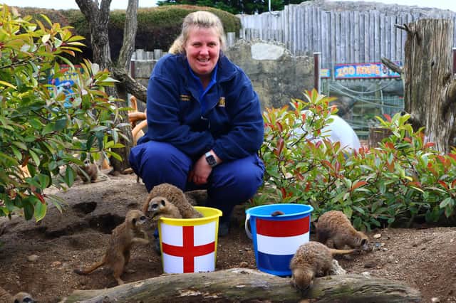 ‘Mystic meerkats’ predict England result.