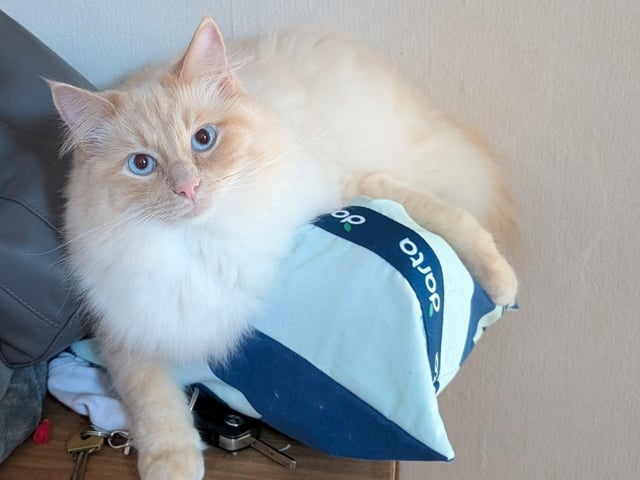 Here's the gorgeous Oliver!