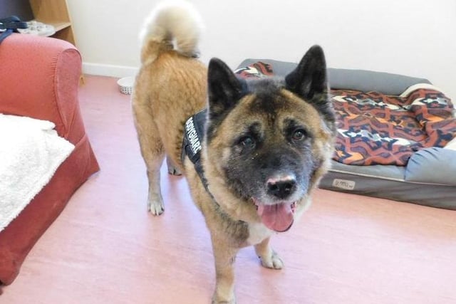 Zuke is a five-year-old American Akita who  came to the centre after his previous owner could no longer keep him. Zuke will need a quite home where he will get plenty of down time, although he enjoys his walks he also loves snoozing the days away. He will need adopters who understand that he will sometimes needs his own space where he can take himself off and have some alone time. Zuke will be best suited to adopters who have owned Akitas before. Zuke will need an adult only pet free home. 
Call the dog coordinator on 07939 247202 for more information. Zuke is being cared for in kennels at the RSPCA York Animal Home