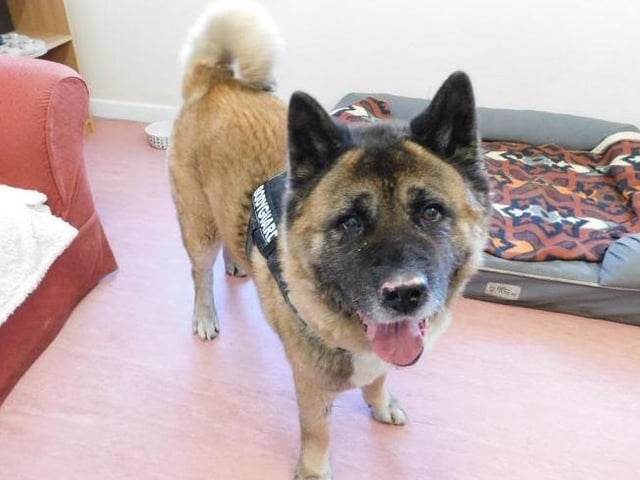 Zuke is a five-year-old American Akita who came to the centre after his previous owner could no longer keep him. Zuke will need a quite home where he will get plenty of down time, although he enjoys his walks he also loves snoozing the days away. He will need adopters who understand that he will sometimes needs his own space where he can take himself off and have some alone time. Zuke will be best suited to adopters who have owned Akitas before. Zuke will need an adult only pet free home.
Call the dog coordinator on 07939 247202 for more information. Zuke is being cared for in kennels at the RSPCA York Animal Home