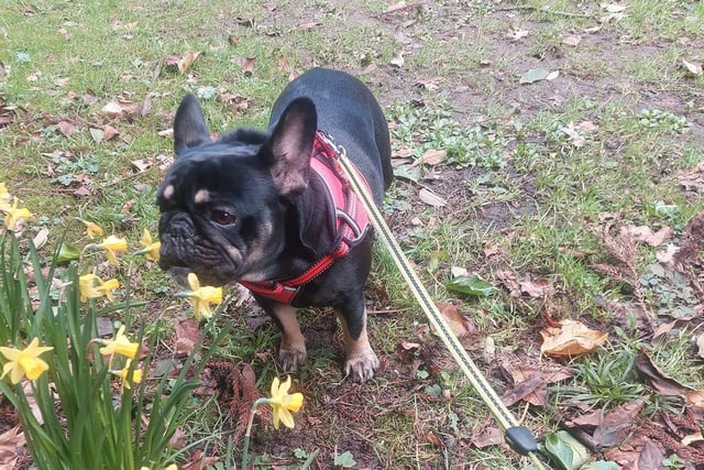 Sharon's dog enjoying the flowers.
