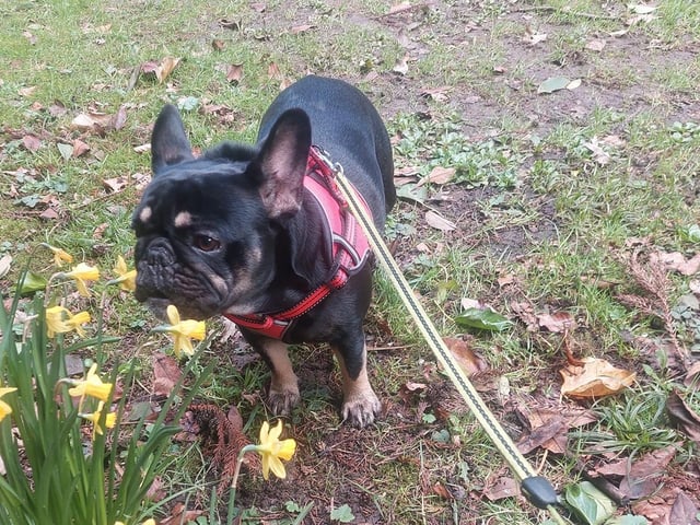 Sharon's dog enjoying the flowers.