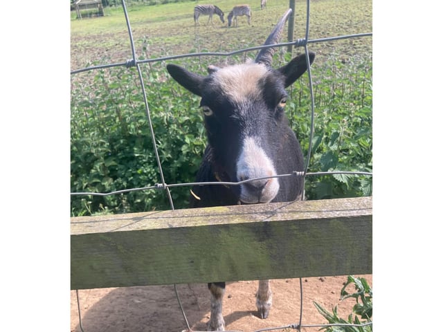 This Goat was exceptionally friendly, hoping to be hand fed like many of the animals that visitors can feed at Bridlington Animal Park.