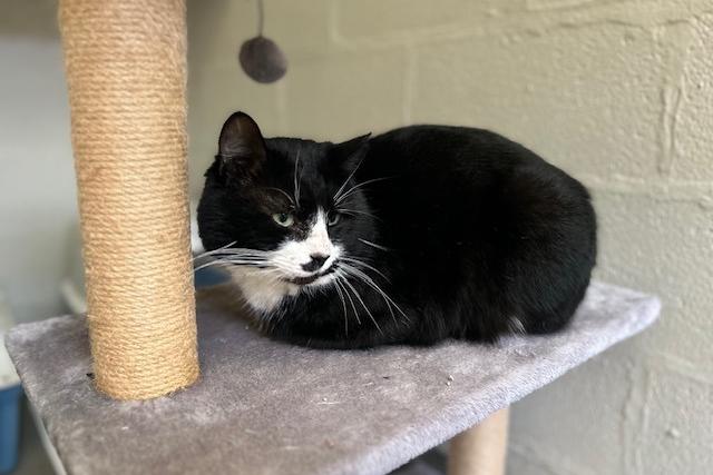 Patrick is a five-year-old domestic short haired who is a great guy that came to the centre via a local vet after he had been living his life as a street cat. Sadly he has not been treated too kindly by humans and this has left him quite nervous around people at the moment. However he has improved greatly since he was first rescued off the street and he is slowly learning to trust. Street cats really do have a tough life and Patrick really does deserve to be in a loving home where he will become a cherished member of the family.