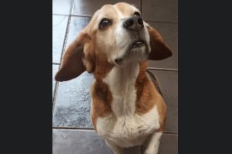 Lola is an eight-year-old gorgeous Beagle who needs a new, forever home. If you are interested in Lola, call Bob for further information on 01947 810787.