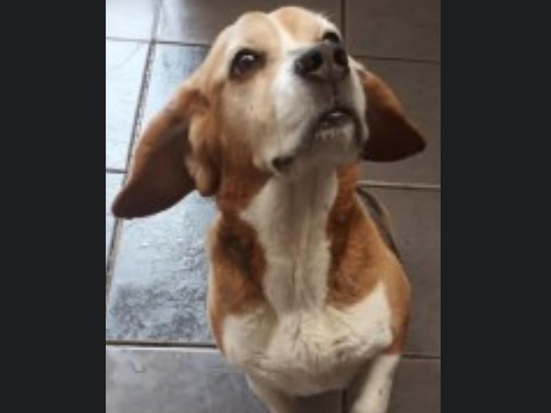 Lola is an eight-year-old gorgeous Beagle who needs a new, forever home. If you are interested in Lola, call Bob for further information on 01947 810787.