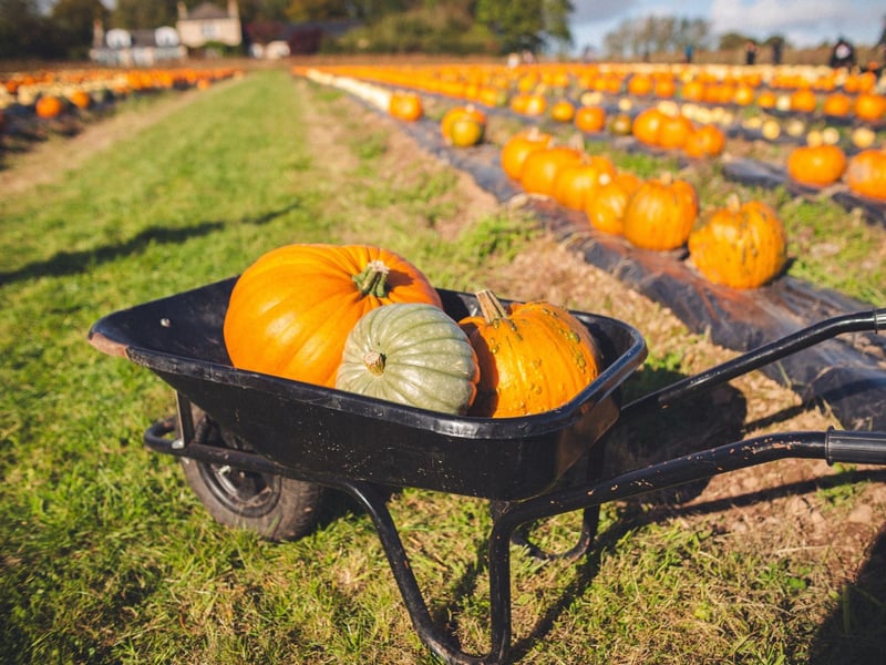 Beacon Farm in Whitby have opened their pumpkin patch this October. No need to book or purchase tickets. No entry fee, just pay for the pumpkins you pick. There will be a mixture of homegrown and locally sourced pumpkins . The farm is open Tue-Sun 9am-4pm(5pm Sat & Sun). Pumpkin prices range from £2 - £6. Dogs on leads welcome. Outdoor play area for all customers. Plenty of delicious Dairy Ice Cream made right on the farm as well as lots of Halloween treats!