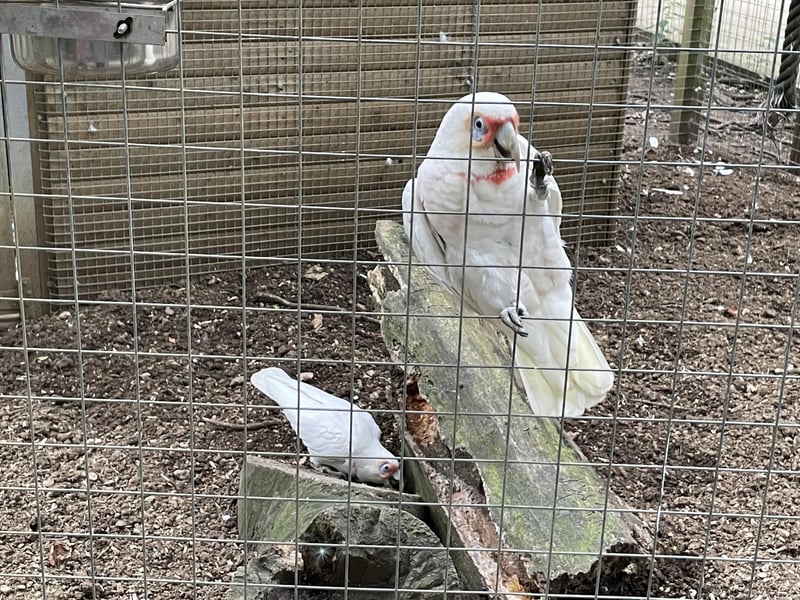 The long-billed corella is named for the elongated upper bill which curves downwards past the lower bill.