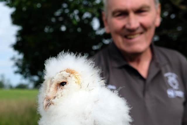 Chirs Gibson with one of the first Barn owl chicks to be born using new nesting boxes erected by the Howardian Hills in North Yorkshire. - Image: Richard Darn/Howardian Hills Partnership