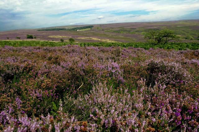 The purple moorland  heather in the North York Moors National Park above Hutton le Hole makes a carpet  covering most of the surrounding countryside.