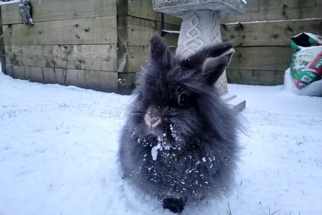 This gorgeous rabbit was enjoing the snow this morning in Crossgates!