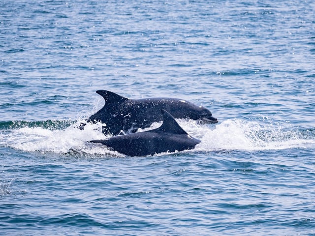 Dolphins popping out of the water to say hello!