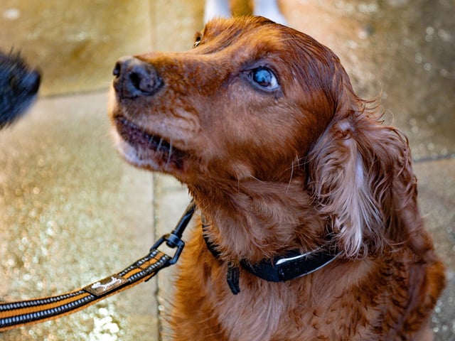 A canine companion ready to take on the seafront walk.
