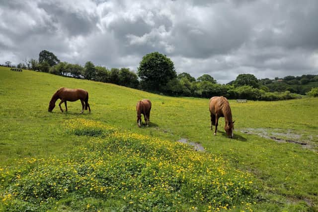 Horses near Castleton.