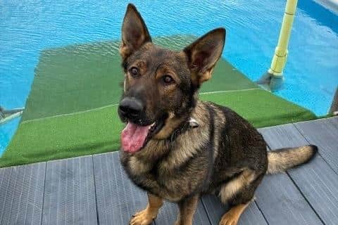 PD Gas enjoys long walks and playing in the garden with his handler, PC Laura Delaney. Photo courtesy of Humberside Police.