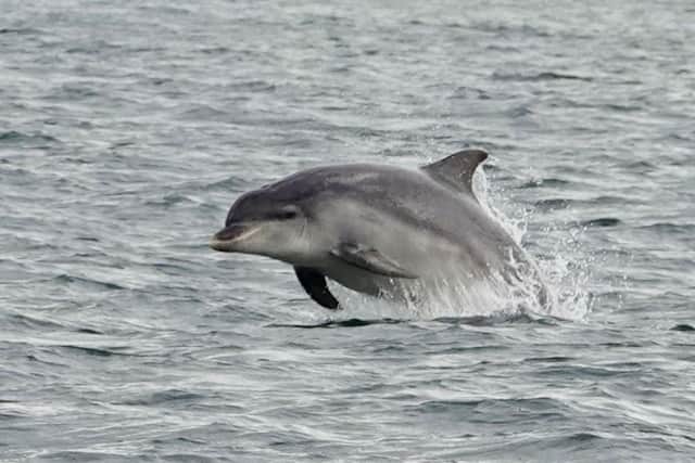 Bottlenose Dolphin off the coast of Scarborough