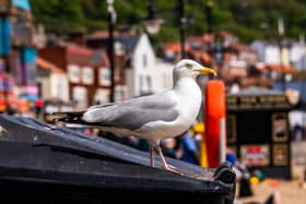 A gull keeping watch from the top of a rubbish bin at South Bay in Scarborough. Picture by James Hardisty.
