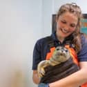 Hundreds of seals have been rescued over the last decade.