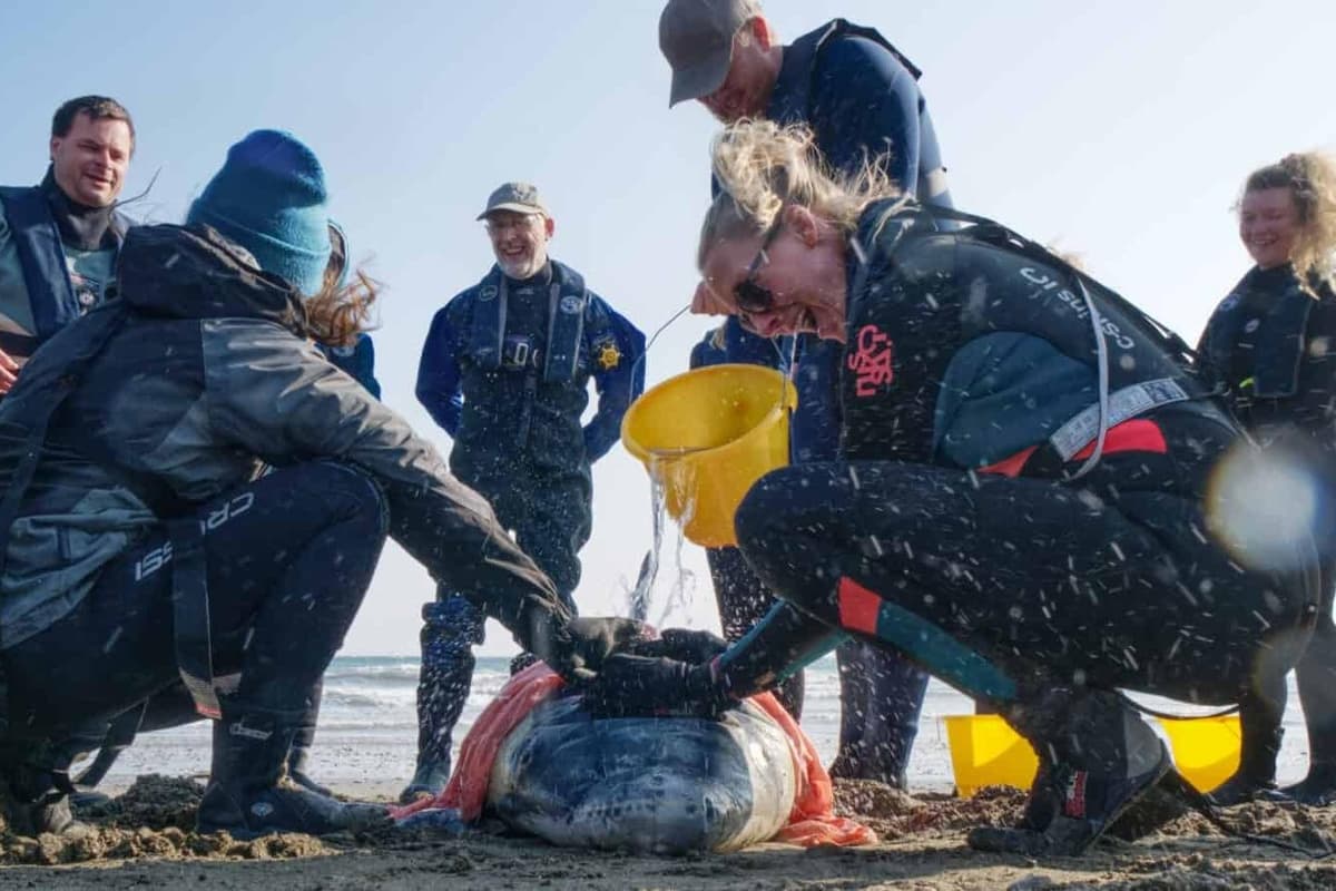 Learn how to save dolphins, whales and seals at special Bridlington course ...